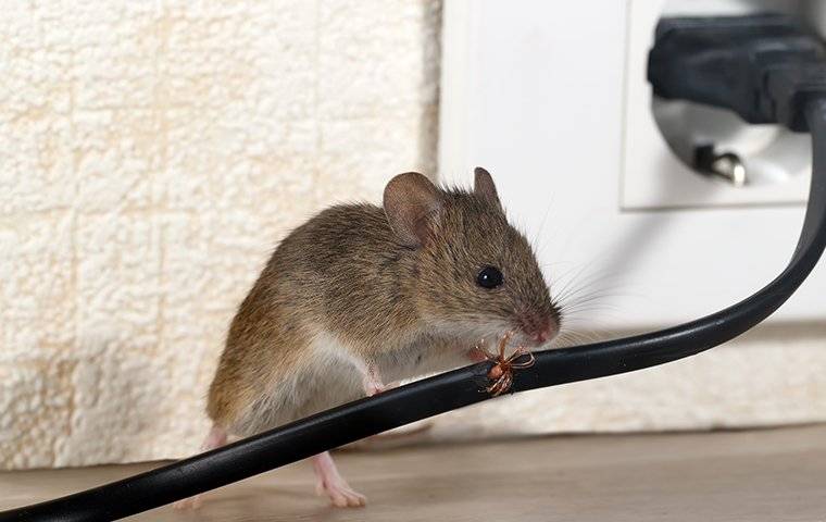 a mouse chewing on an electrical cord inside a house
