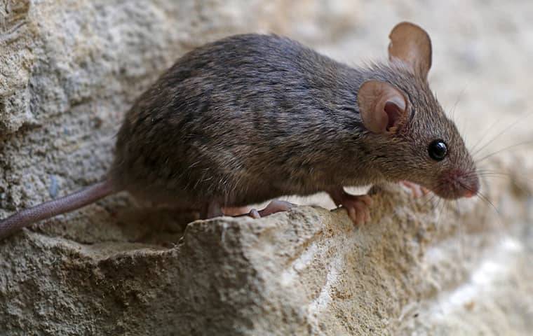 a mouse crawling near a homes foundation