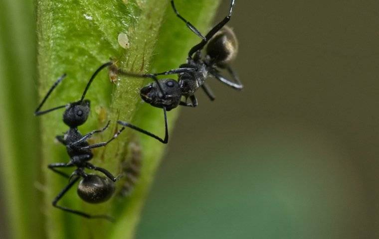 odorous house ants crawling on a green leaf