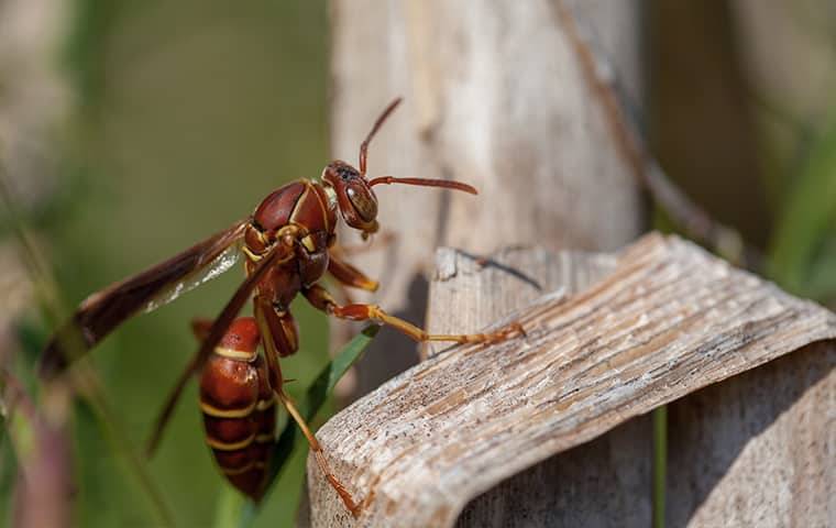 close up of paper wasp