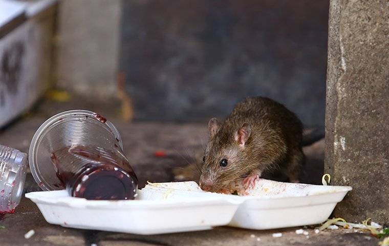 a rat eating trash in a backyard