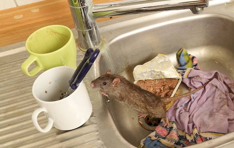 a rat in a dirty kitchen sink