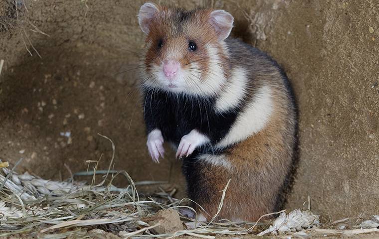 rodent in winter shelter