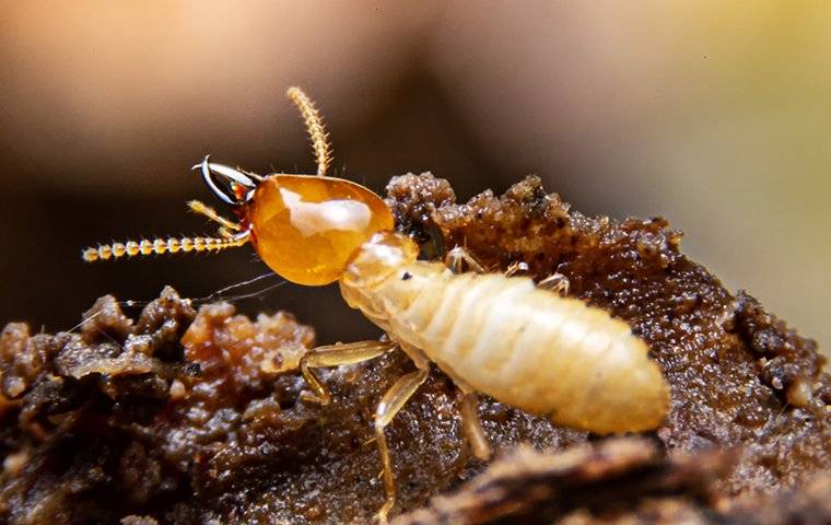close up of termite crawling on wood