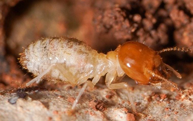 close up of termite on wood