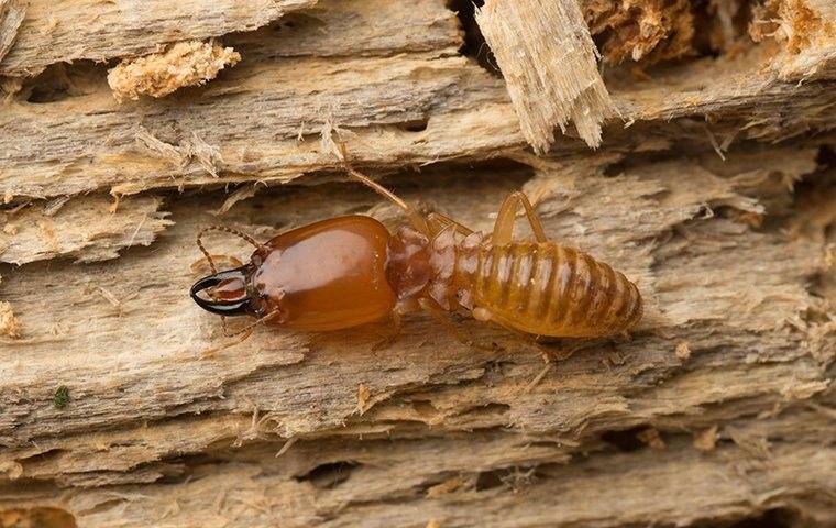 termite crawling on rotted wood