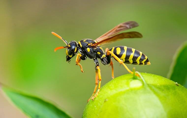 a wasp crawling on a flower bud