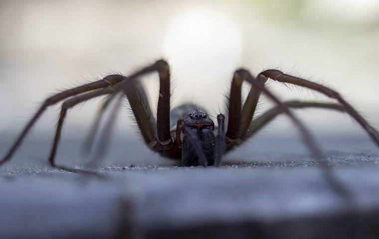 a wolf spider crawling in a home