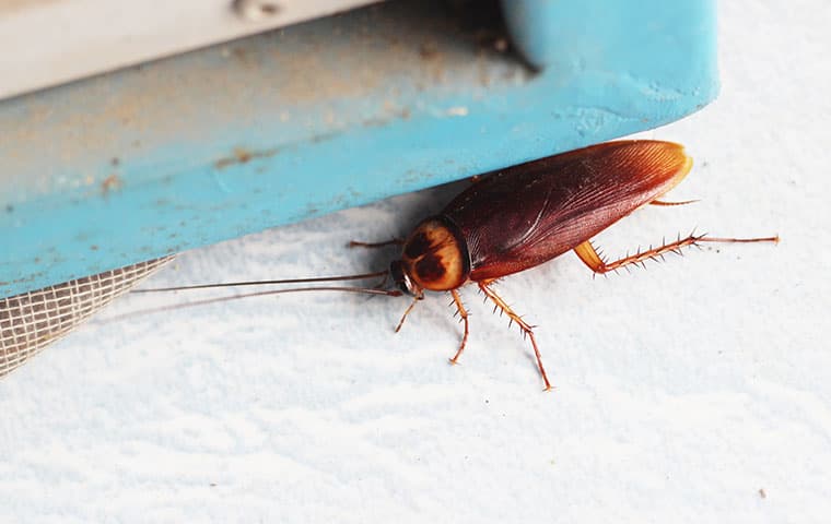 cockroach in a window
