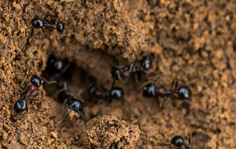 ants in a dirt hole