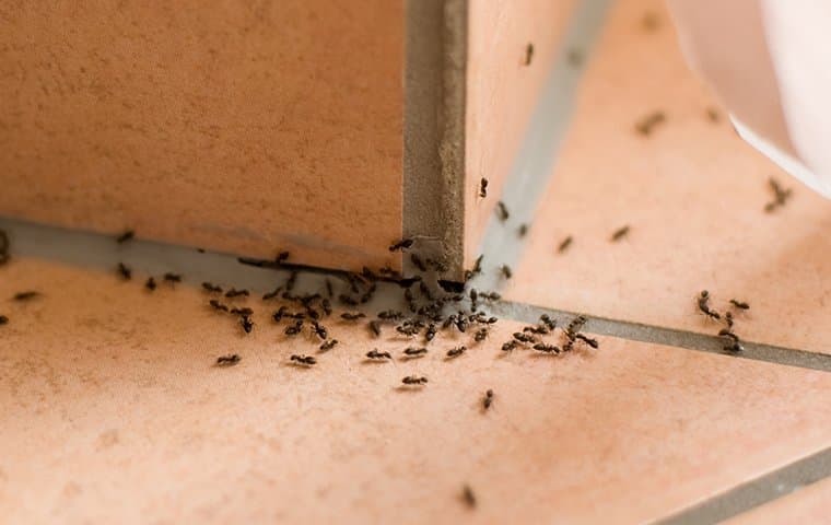 ants on tile floor