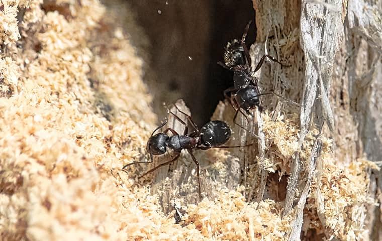 carpenter ants in chewed wood