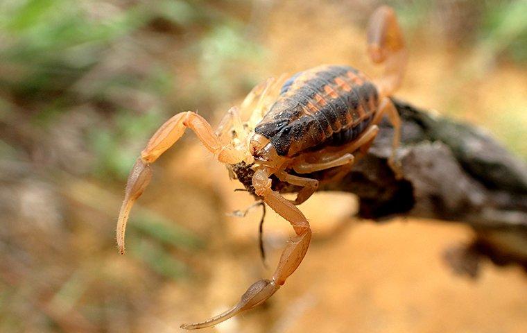 an up close image of a bark scorpion crawling on a stick