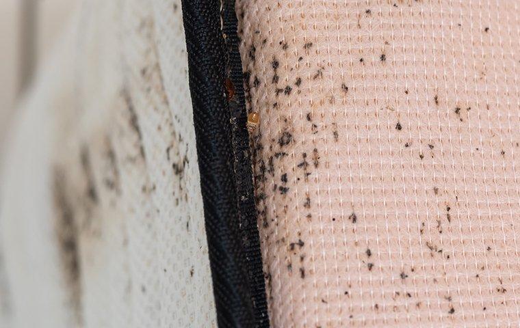 can pressurized mattresses have bed bugs