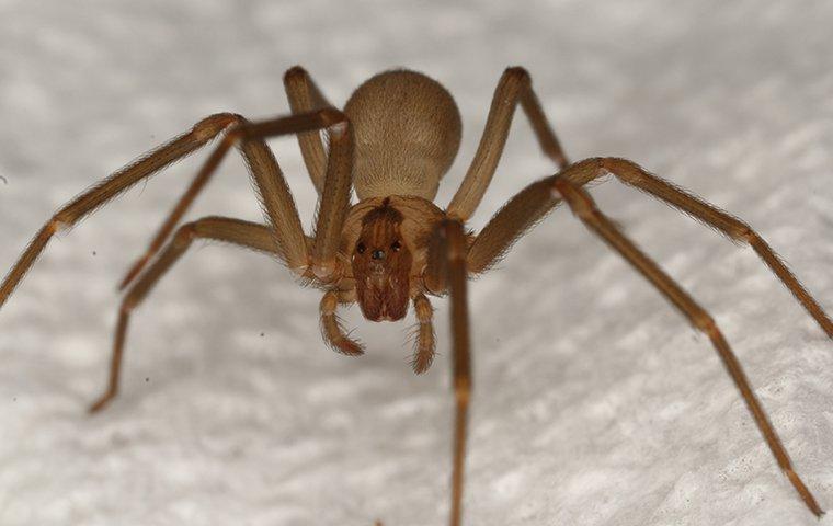 up close image of a brown recluse spider crawling in a bathroom