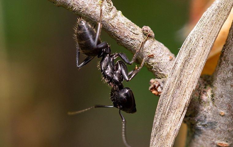 a carpenter ant crawling on a plant stem