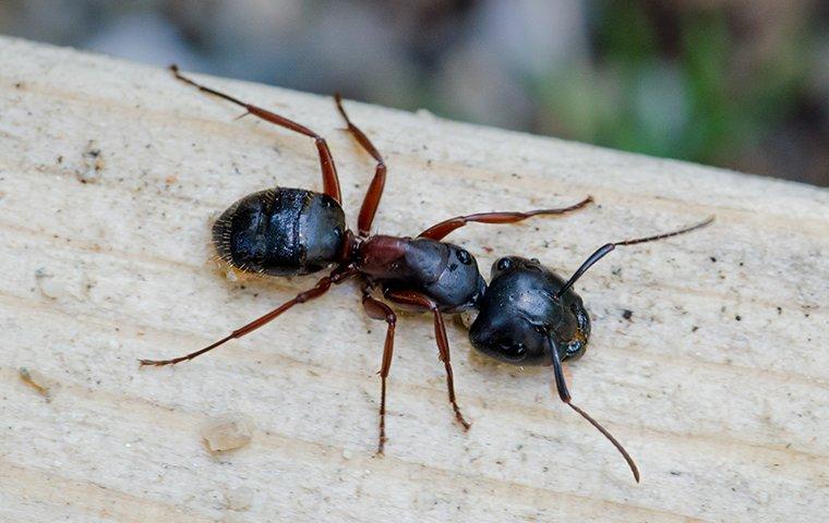 a carpenter ant crawling on a wooden deck