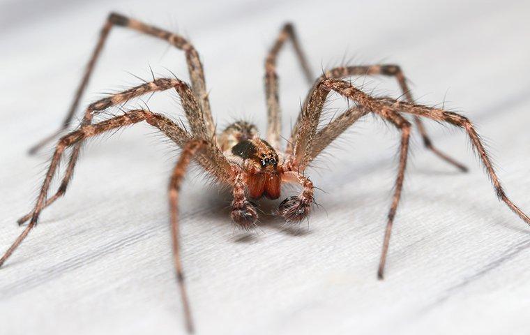 a common house spider crawling on a kitchen floor
