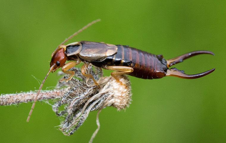 Pincher Bugs: What Are They and How to Get Rid of Them