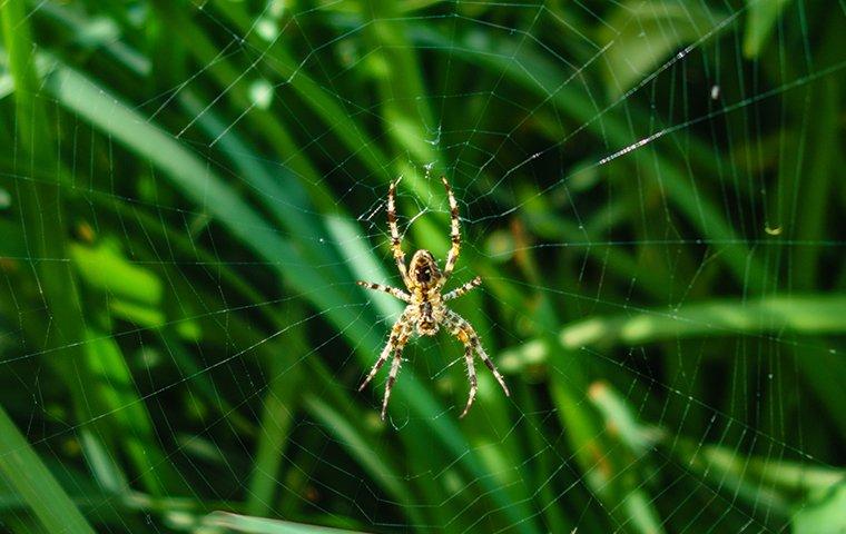 garden spider on web on lawn