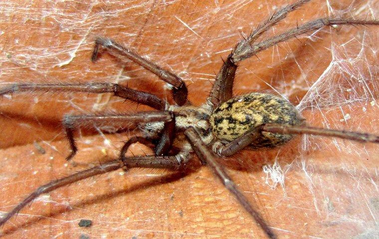 a hobo spider crawling in its web outside a home
