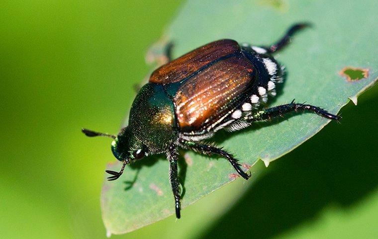 how to get rid of japanese beetles