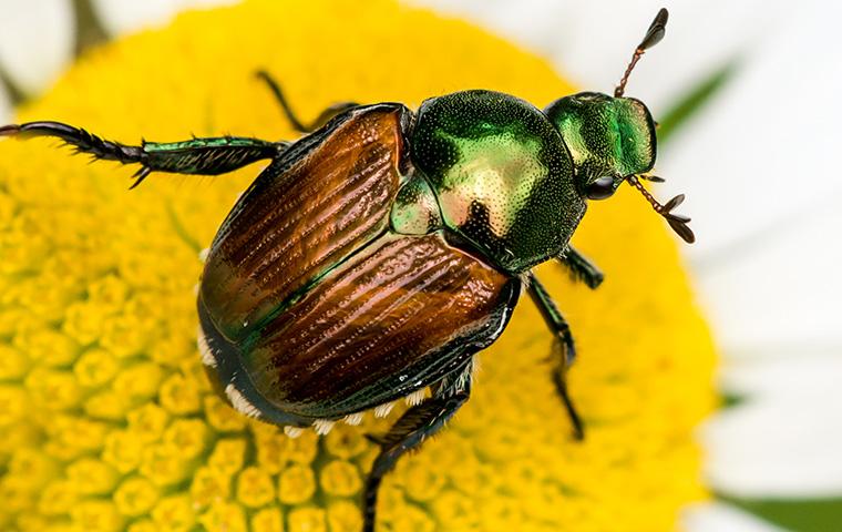 japanese beetle on a flower