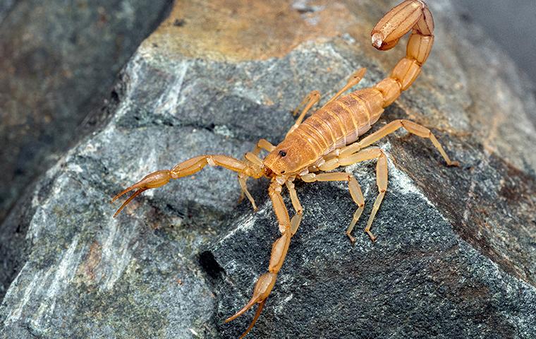 a large scorpion on a rock