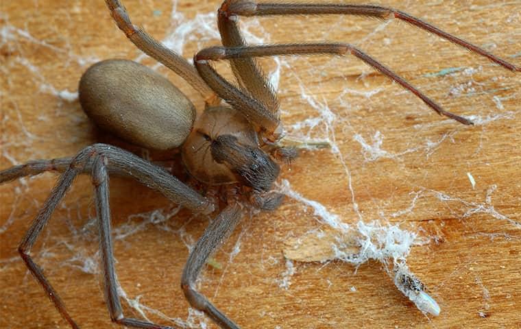 a brown recluse spider spinning a web in a home