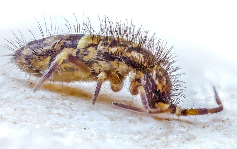 up close image of a springtail in a home