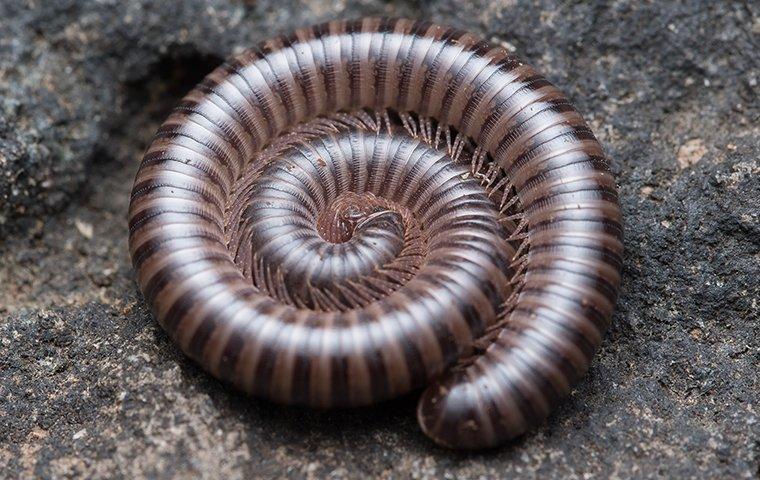 Millipede Burn