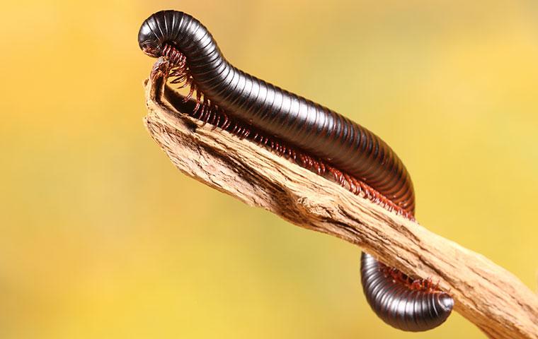 millipede on a wood stick