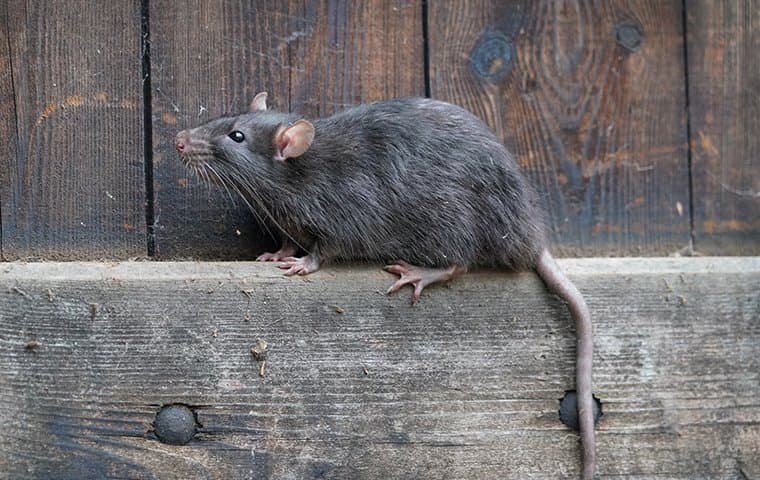 rat on wooden fence