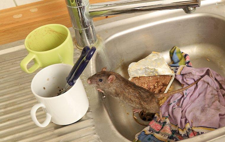a rat in a dirty sink