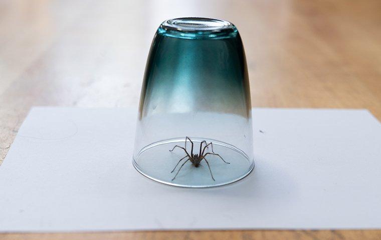 house spider under glass