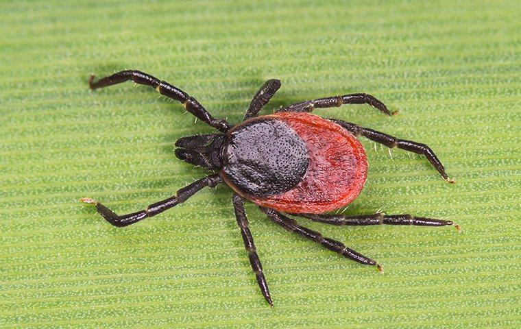 close up of tick on leaf