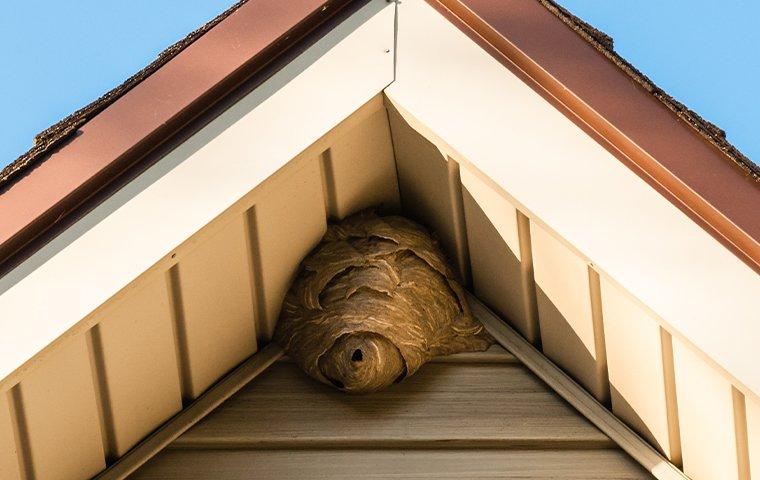 wasp nest on a house