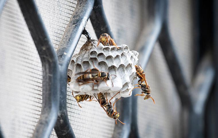 wasps on small nest