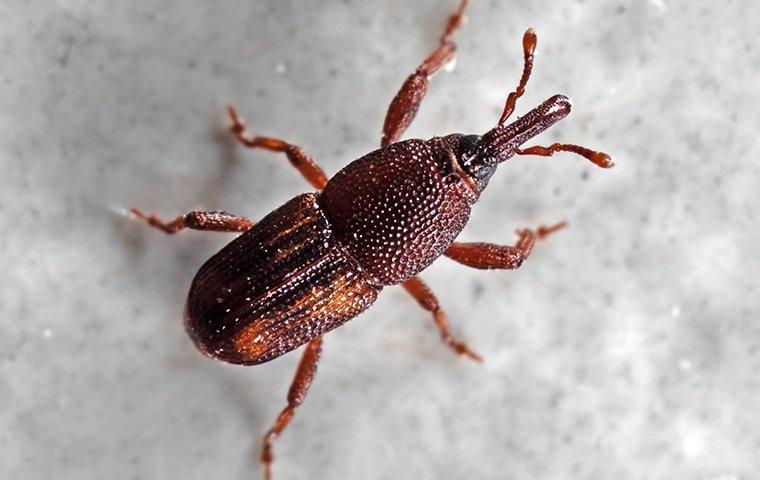 Blog - What Everyone In Knoxville Ought To Know About Weevils