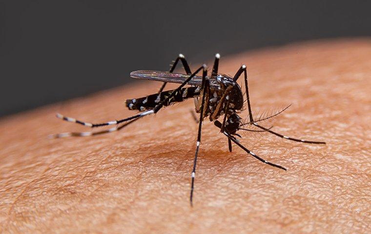 mosquito biting a man