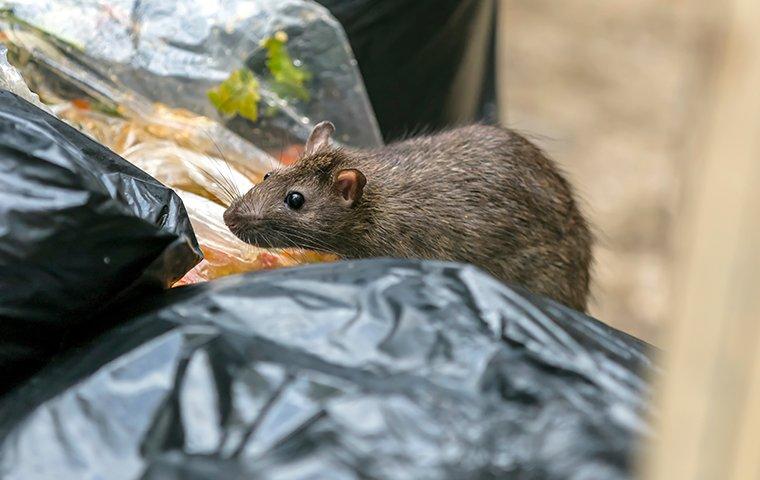 a rat in the garbage