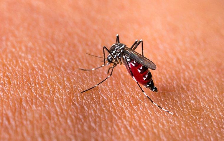 a mosquito biting a person