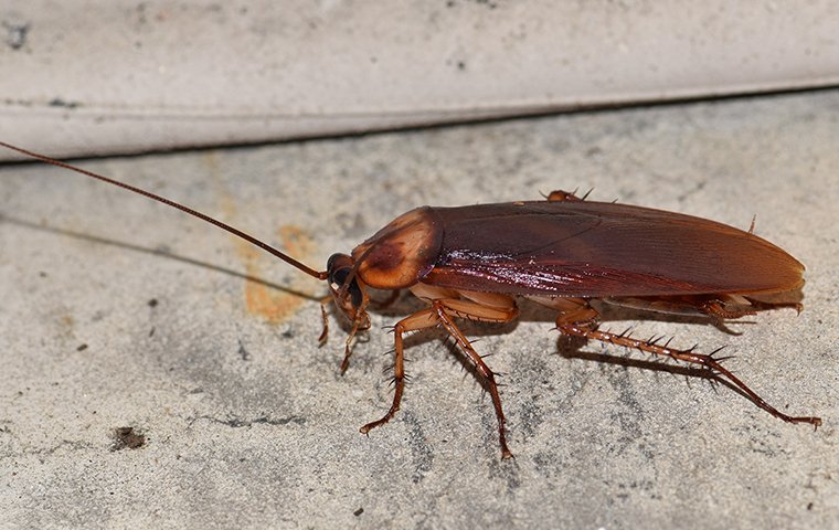 american cockroach flying