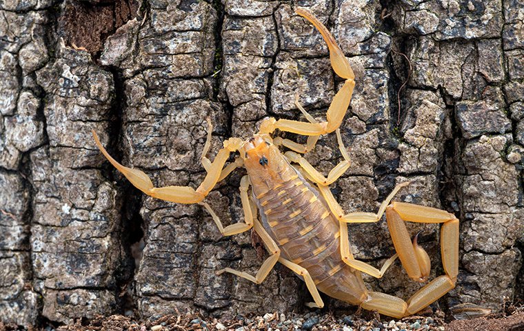 Texas scorpions: What to look out for and tips to avoid