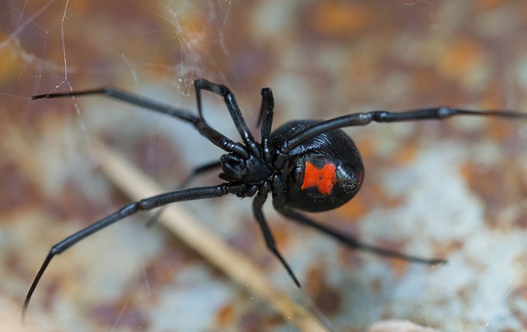 a black widow spider on a web