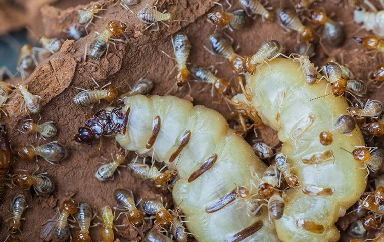 termites and the termite queen
