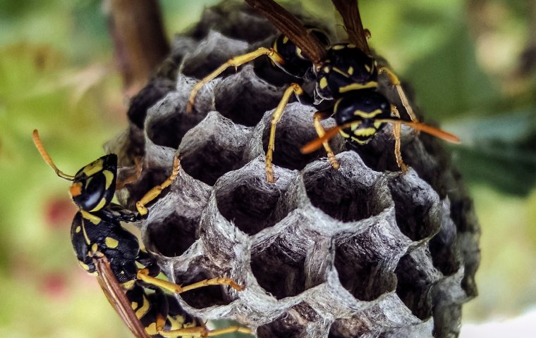 types of wasp nests