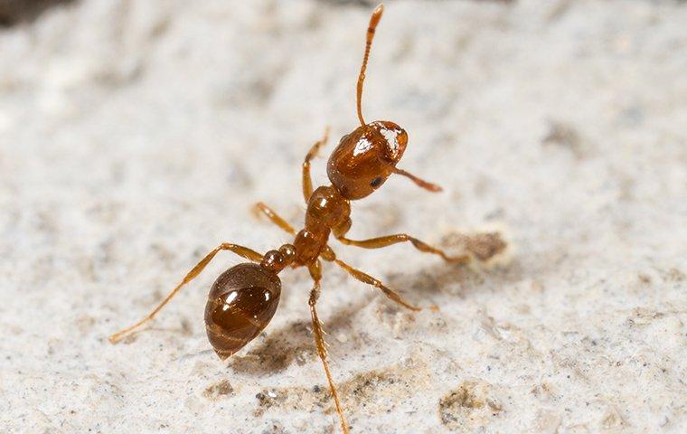 fire ant in a house