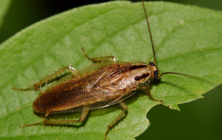 Common Pests Across the Mid West and East Coast| Urbanex Pest Library