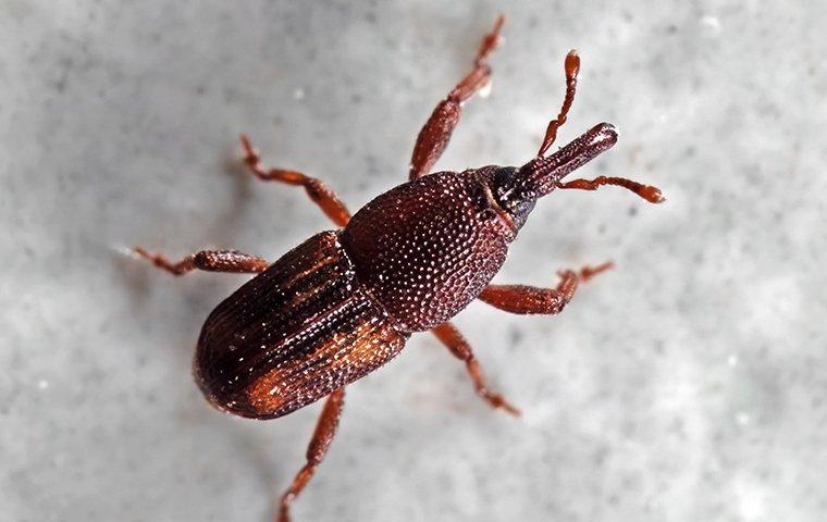 a small weevil